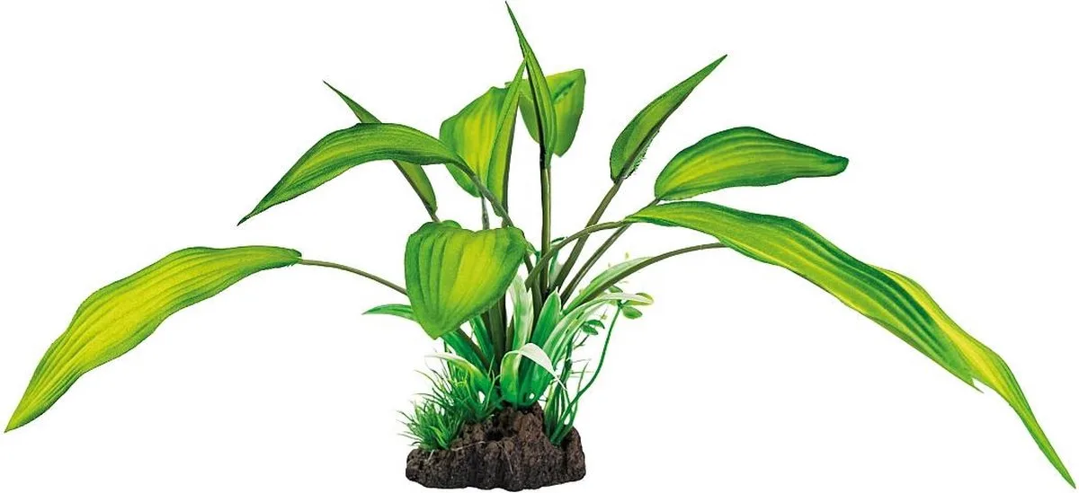 Art plant Cryptocoryne de SuperFish en Color – photo produit