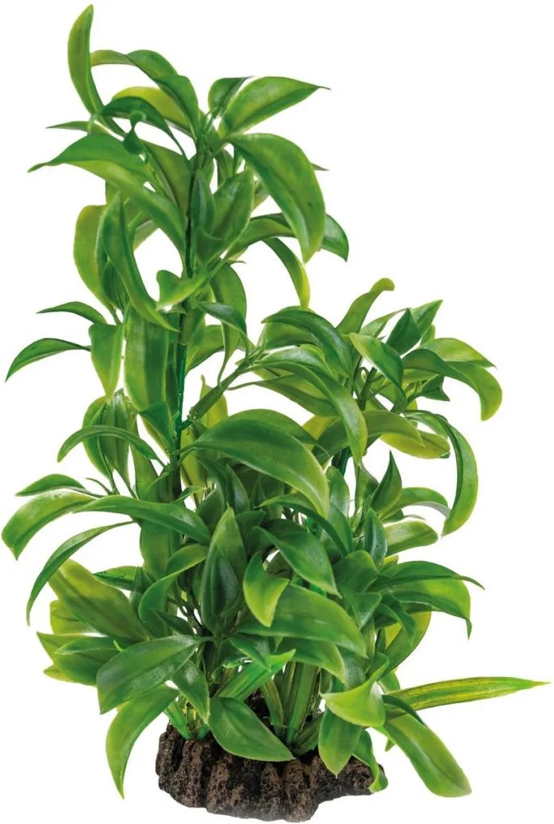 Art plant Dracena van SuperFish in Color – productfoto