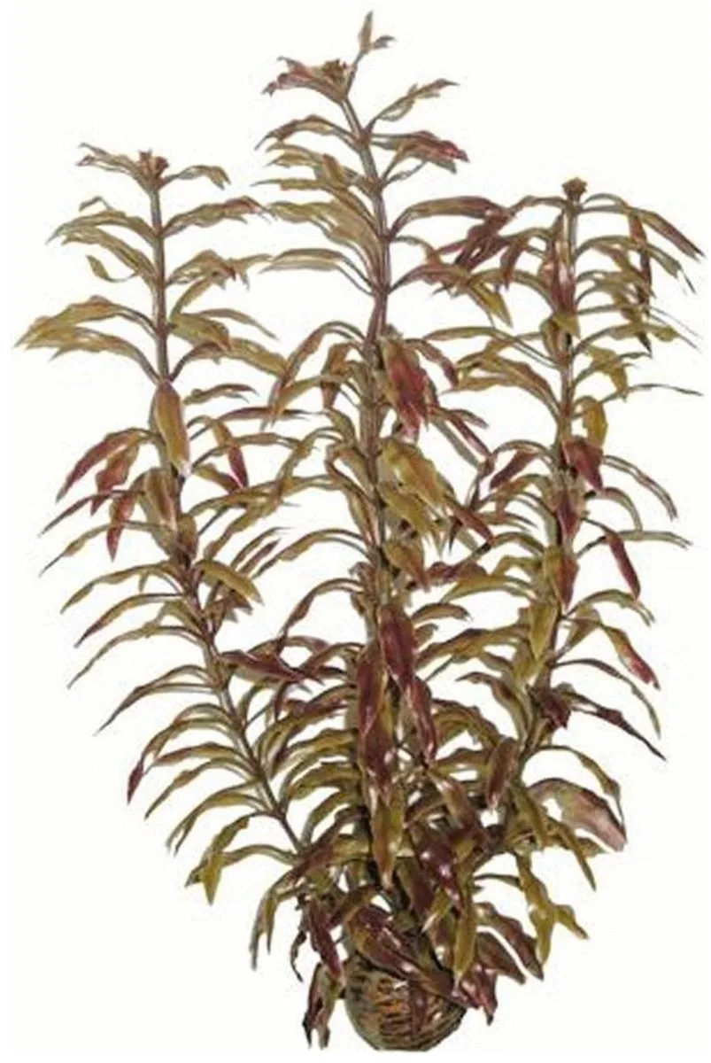 easy plants hoog nr. 3, van plastic 30 cm - 1 ST von SuperFish in Grün – Produktfoto