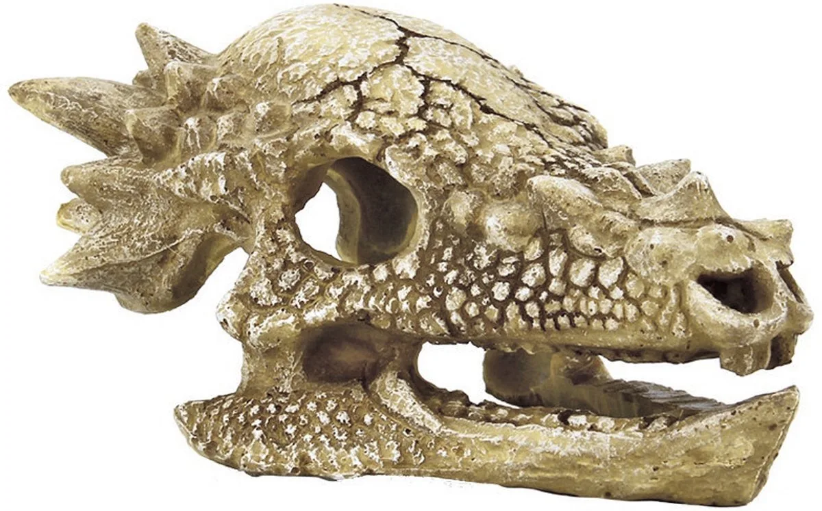Skull T Rex van SuperFish in Transparant – productfoto
