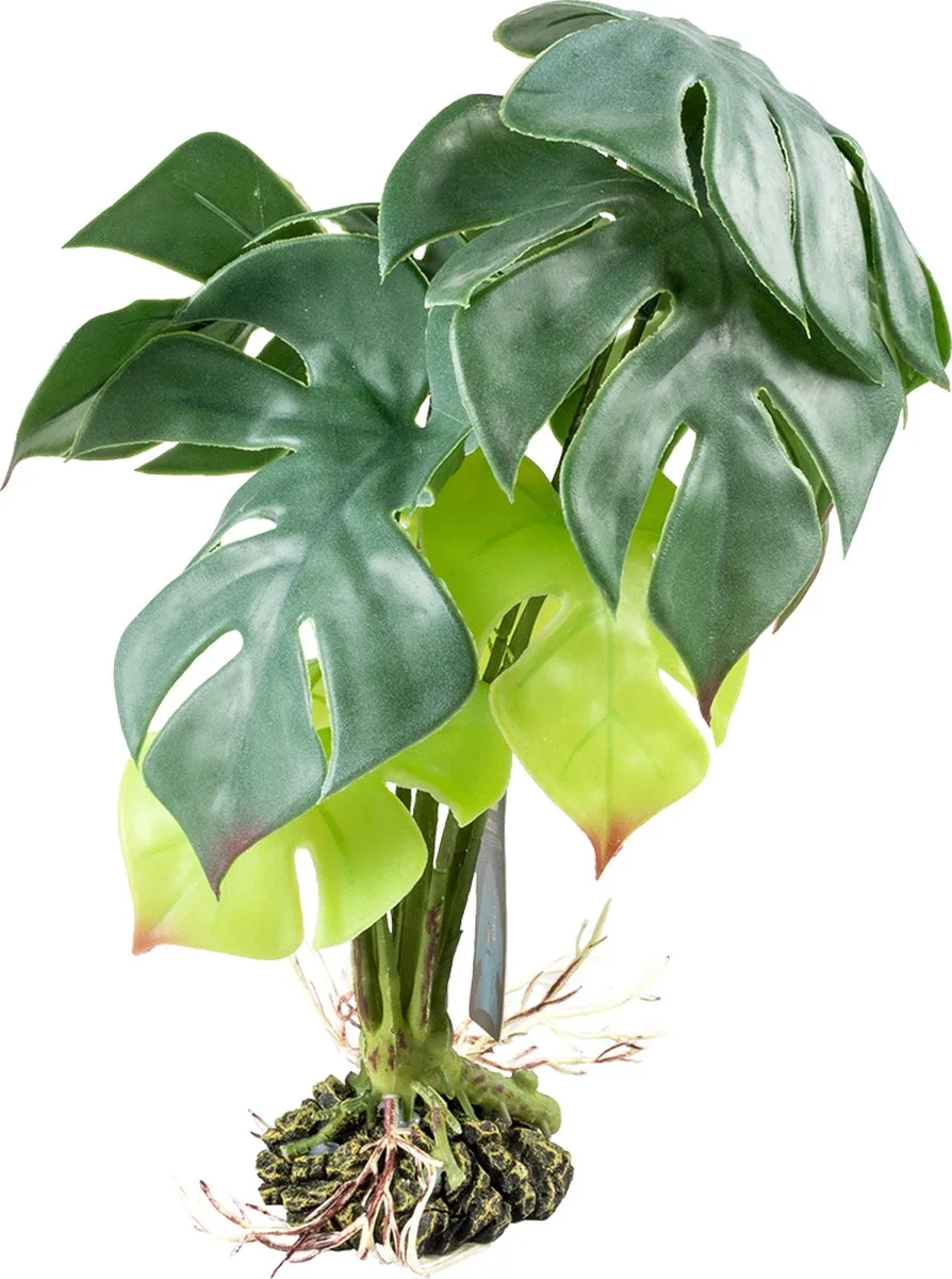 Aquariumdecoratie - Reptielen - Monstera M - 20x20x35cm - 1st by Terra Della in Green – product photo