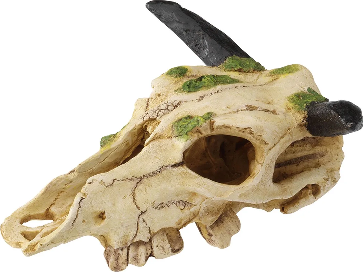 Natuurlijke Decoratie - Reptielen - Carabaoschedel S - 22cm - 1st van Terra Della in <> – productfoto