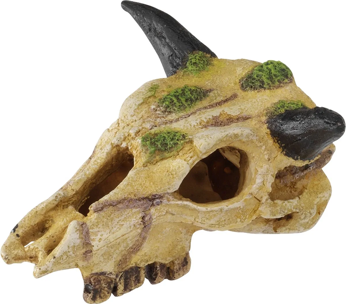 Natuurlijke Decoratie - Reptielen - Caraboaschedel Xs - 12cm - 1st de Terra Della en Multicolore – photo produit