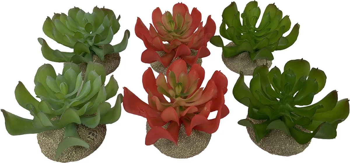Natuurlijke Decoratie - Reptielen - Echeveria 1 8,5x8x5,8cm - 1st van Terra Della in Gemengde Kleuren – productfoto