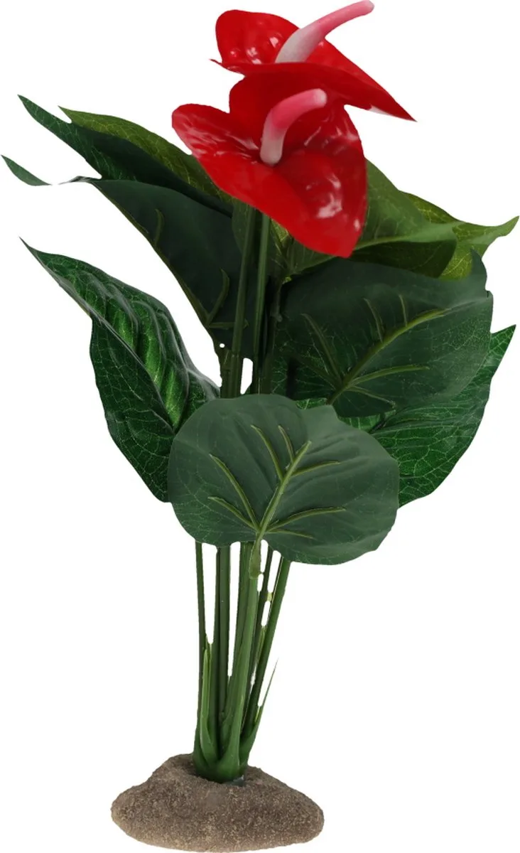 Reptielen - Anthurium 12x10x30cm - 162511 de Terra Della en Vert – photo produit