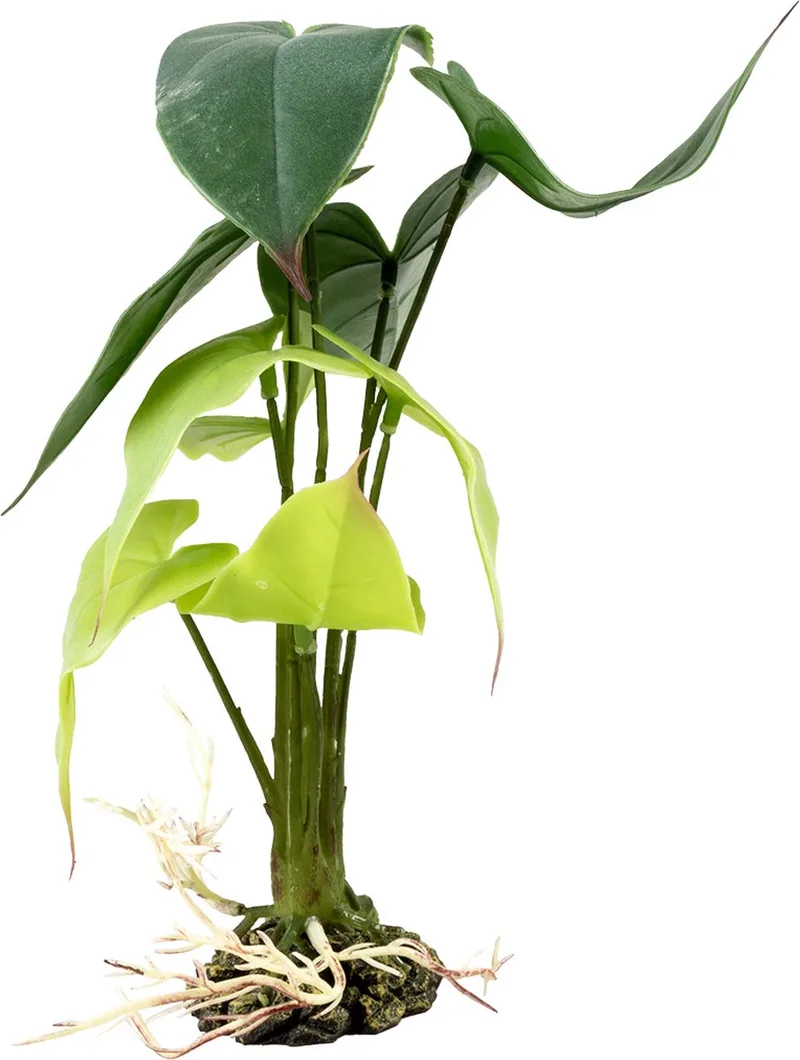 Terrariumplant - Reptielen - Alocasia S - 15x15x28cm - 1st von Terra Della in Grün – Produktfoto