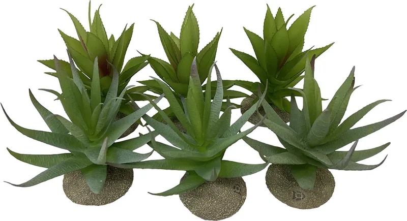 Terrariumplant - Reptielen - Aloë 12x11x11,5cm - 1st de Terra Della en Gemengde Kleuren – photo produit