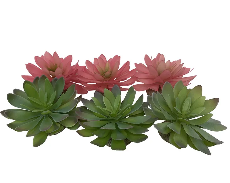 Terrariumplant - Reptielen - Echeveria 2 14x12,5x9,2cm - 1st de Terra Della en Gemengde Kleuren – photo produit