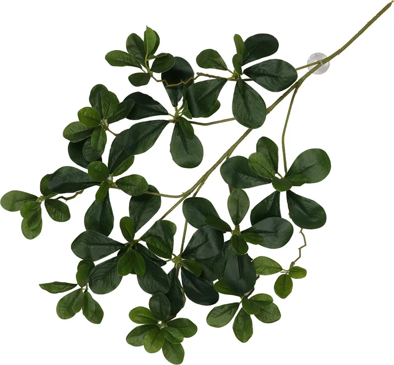 Terrariumplant - Reptielen - Hangende Plant Aralia 60x30x6cm - 1st de Terra Della en Vert – photo produit