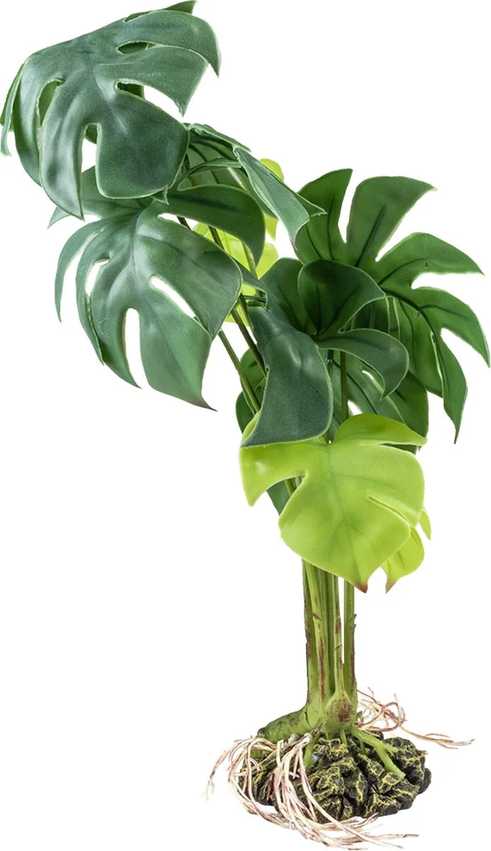 Terrariumplant - Reptielen - Monstera S - 15x15x28cm - 1st fra Terra Della i Grøn – produktbillede