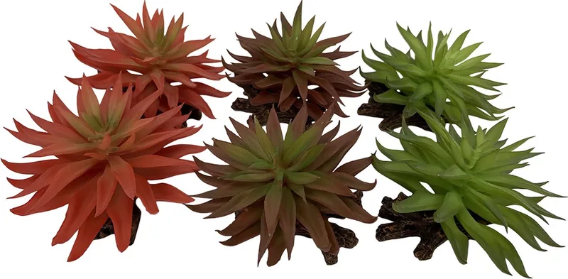 Terrariumplant - Reptielen - Sedum 13x12,5x10cm - 1st de Terra Della en Gemengde Kleuren – photo produit