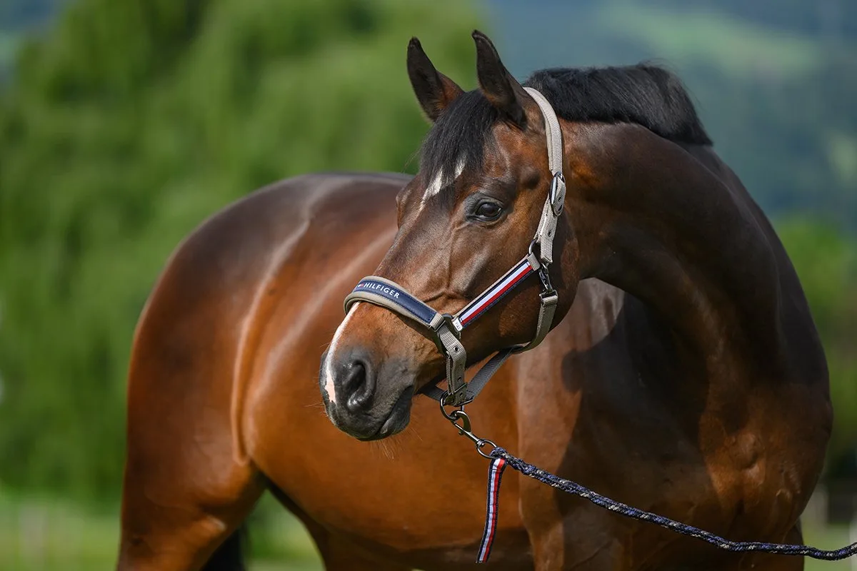 Halsterset Tommy Hilfiger Yale van Tommy Hilfiger Equestrian in Middenbruin – productfoto