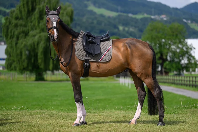 Zadeldek Tommy Hilfiger Stanford Dressuur de Tommy Hilfiger Equestrian en Middenbruin – photo produit