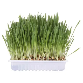 Graines D´herbe à Chat Et D´orge de Trixie – photo produit 2 sur 2