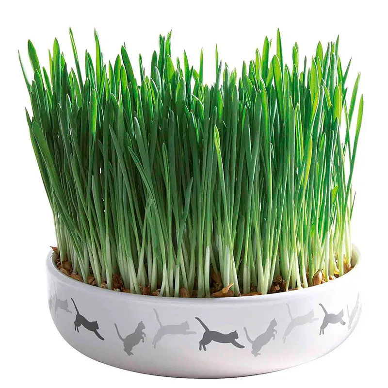 Kattenkruid Keramische Kom Ø 15x4 Cm von Trixie – Produktfoto