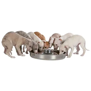 Roestvrij Staal Voerbak Voor Puppy´s 29 Cm von Trixie – Produktfoto 2 von 2