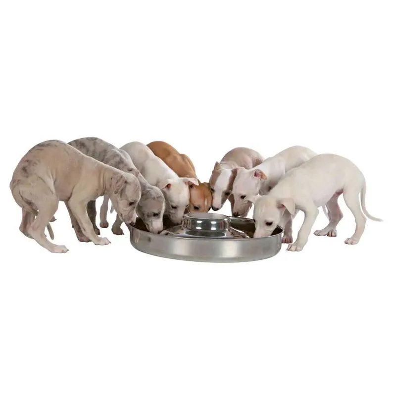 Gamelle Pour Chiots Acier Inoxydable 38 Cm de Trixie – photo produit 2 sur 2