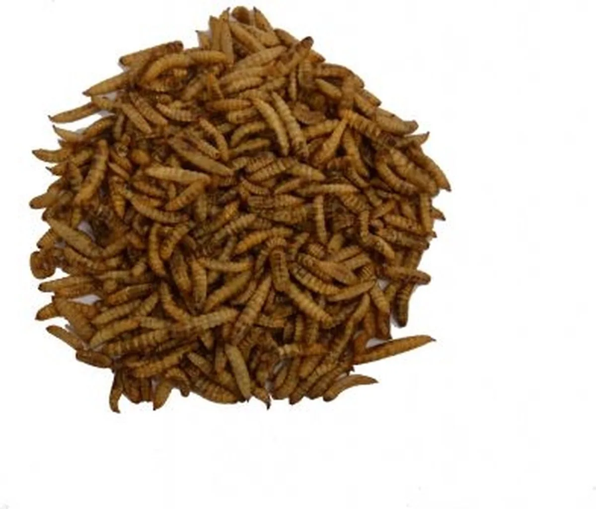 Nutri Worms 5KG de Tweetfeed – photo produit