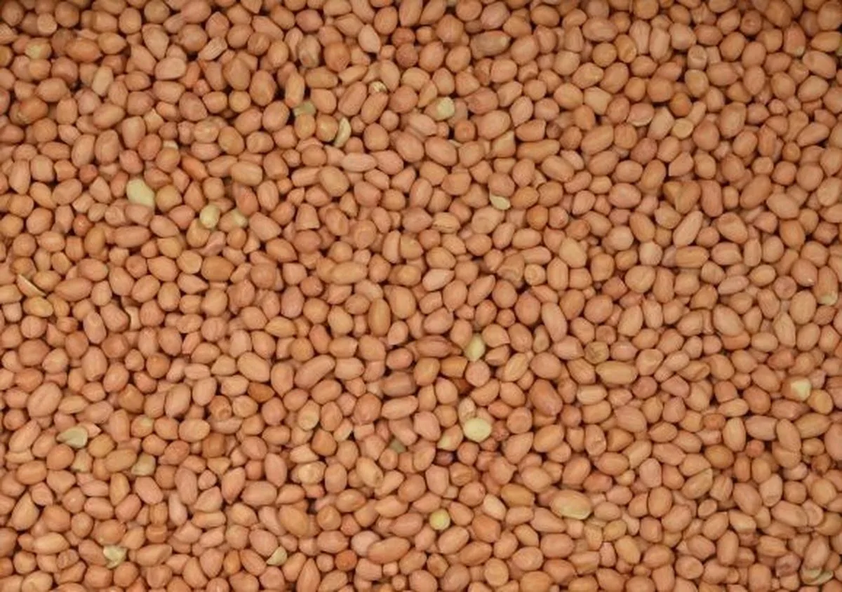 Wielink Pinda’s gepeld voor duiven 25KG fra Tweetfeed – produktbillede