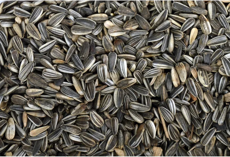 Zonnebloempitten Gestreept 750 gram - Vogelvoer von Tweetfeed – Produktfoto