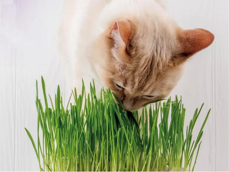 Dierenbenodigdheden Vadigran Kattengras 170G by Vadigran – product photo