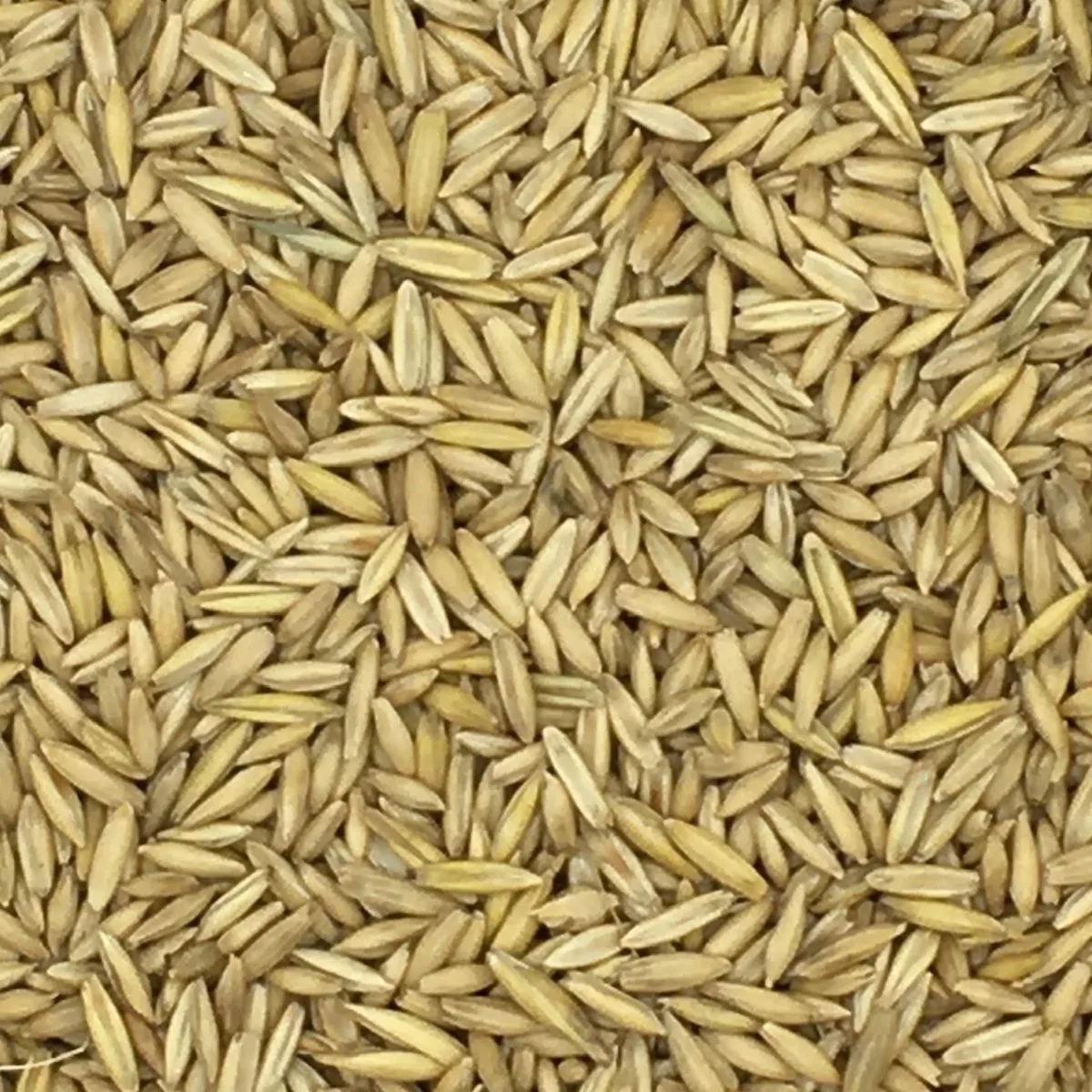Versele Hafer | 25 kg van Versele-Laga – productfoto