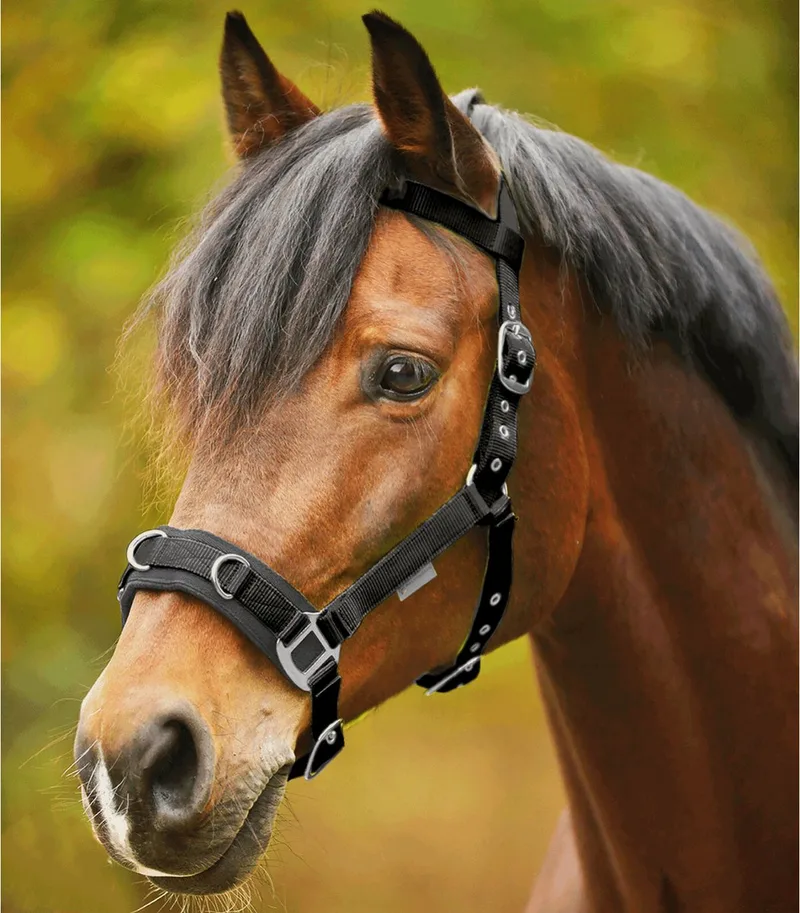 Economic Longeer Halster Cob de Waldhausen en Noir – photo produit