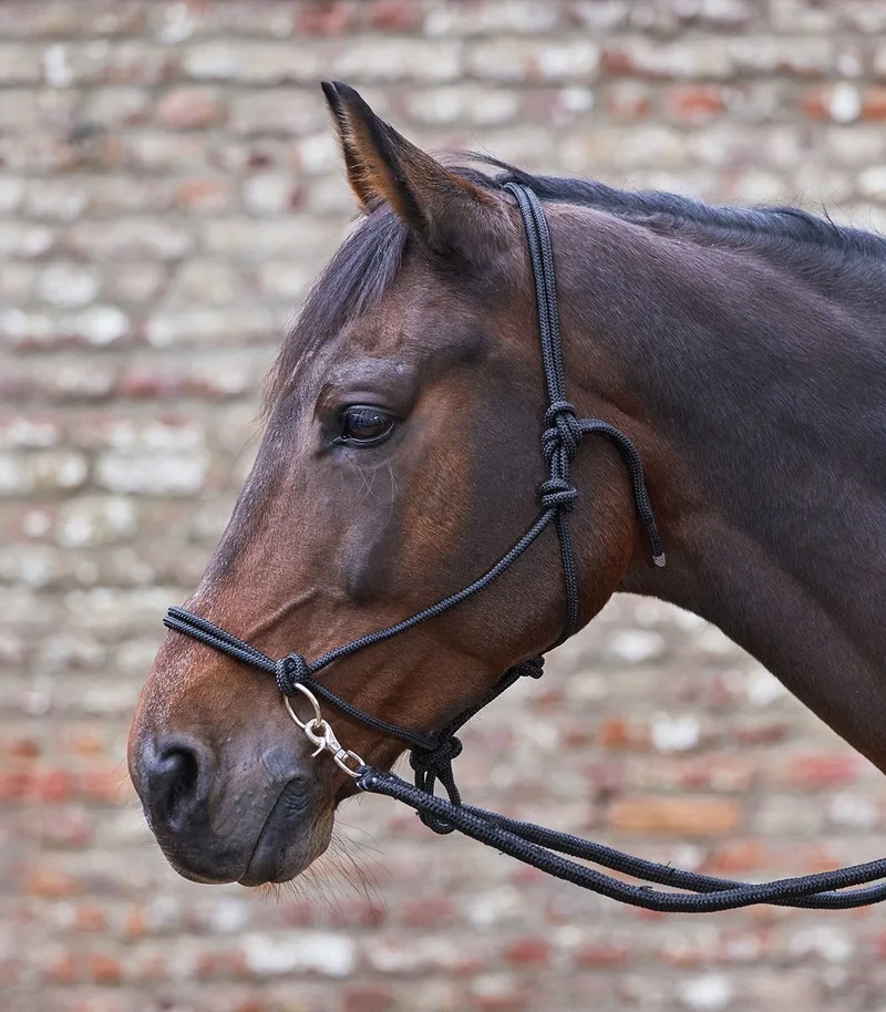 Geknoopt Halster Met Teugels - Bijna Uitverkocht! | Cob de Waldhausen en Noir – photo produit