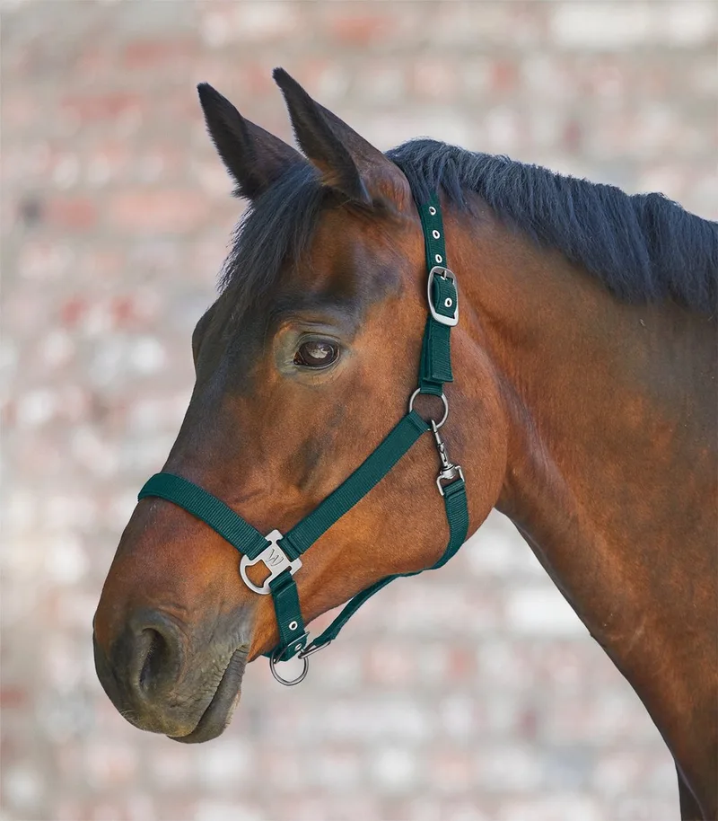 Gloomy Halster - Bijna Uitverkocht! | Pony von Waldhausen in Fir green – Produktfoto