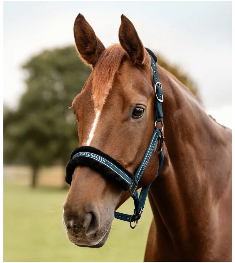 Halster Elegant - Paardenhalster - Petrol Volbloed de Waldhausen – photo produit