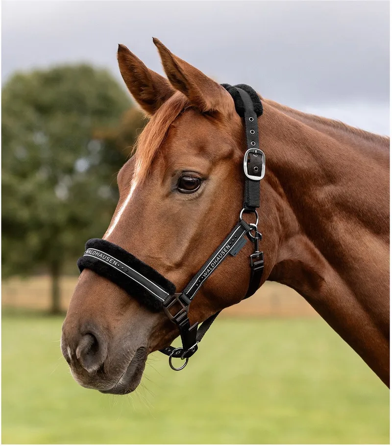 Halster Elegant - Paardenhalster - Zwart Pony von Waldhausen in Zwart-zwart – Produktfoto