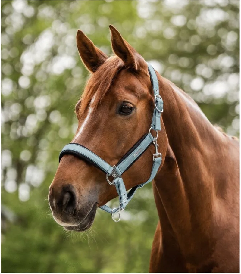 Halter Mesh - Paardenhalster - Cob von Waldhausen in Korenblauw – Produktfoto