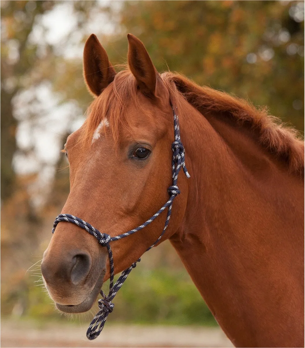 Knoophalster - Zwart/Wit - Paardenhalster - Cob von Waldhausen in Schwarz – Produktfoto