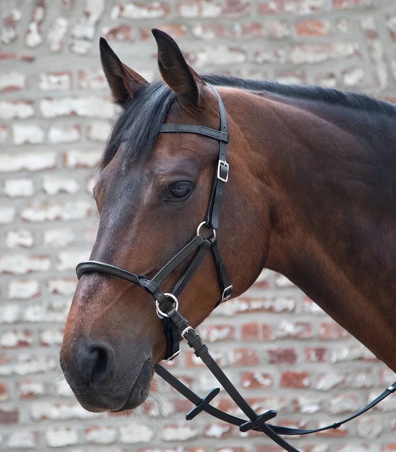 Linda Tellington Jones Lindell Hoofdstel - Bijna Uitverkocht! | Full by Waldhausen in Black – product photo