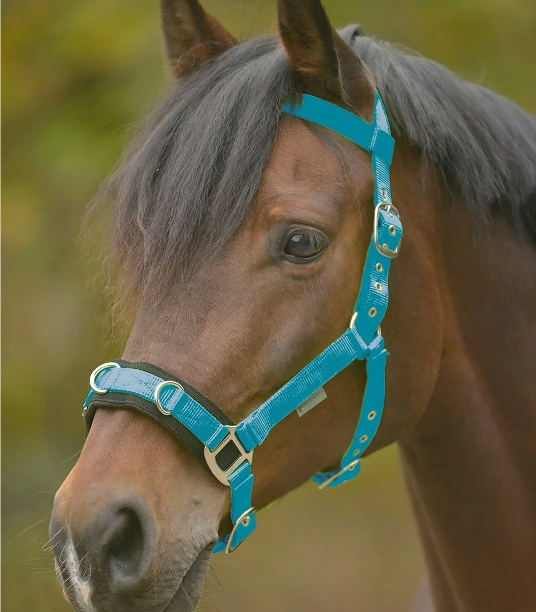 Longeerhalster Economisch Pony van Waldhausen in Blauw – productfoto