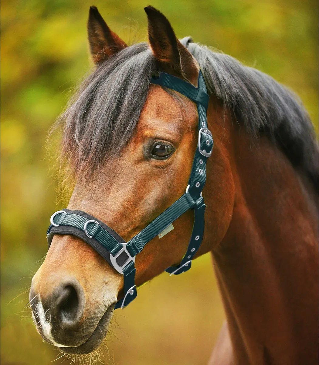 Longeerhalster Economisch Pony van Waldhausen in Groen – productfoto