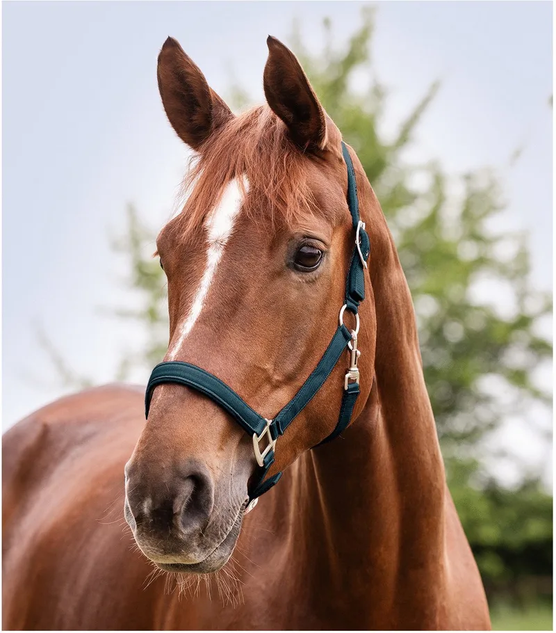 Perlon Halster Satin - Paardenhalster - Petrol Warmbloed von Waldhausen in Donkerblauw-groen – Produktfoto