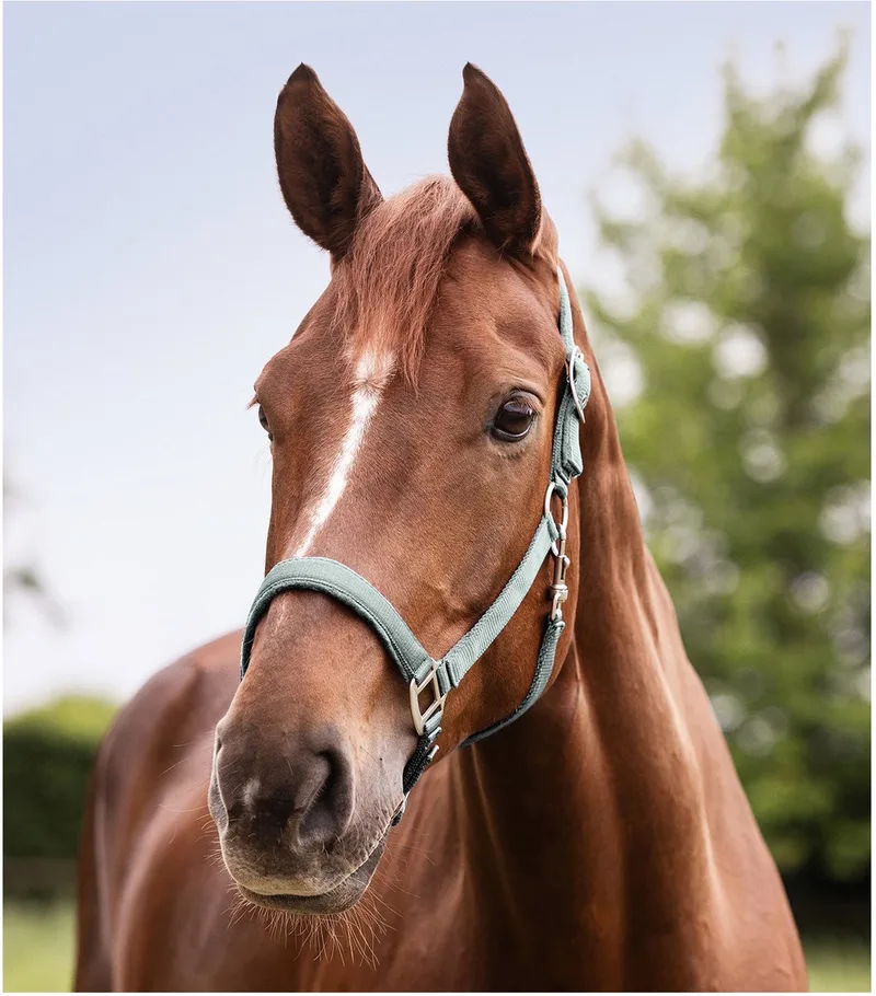 Perlon Halster Satin - Paardenhalster - Zilverblauw Shetty de Waldhausen en Zilver-blauw – photo produit