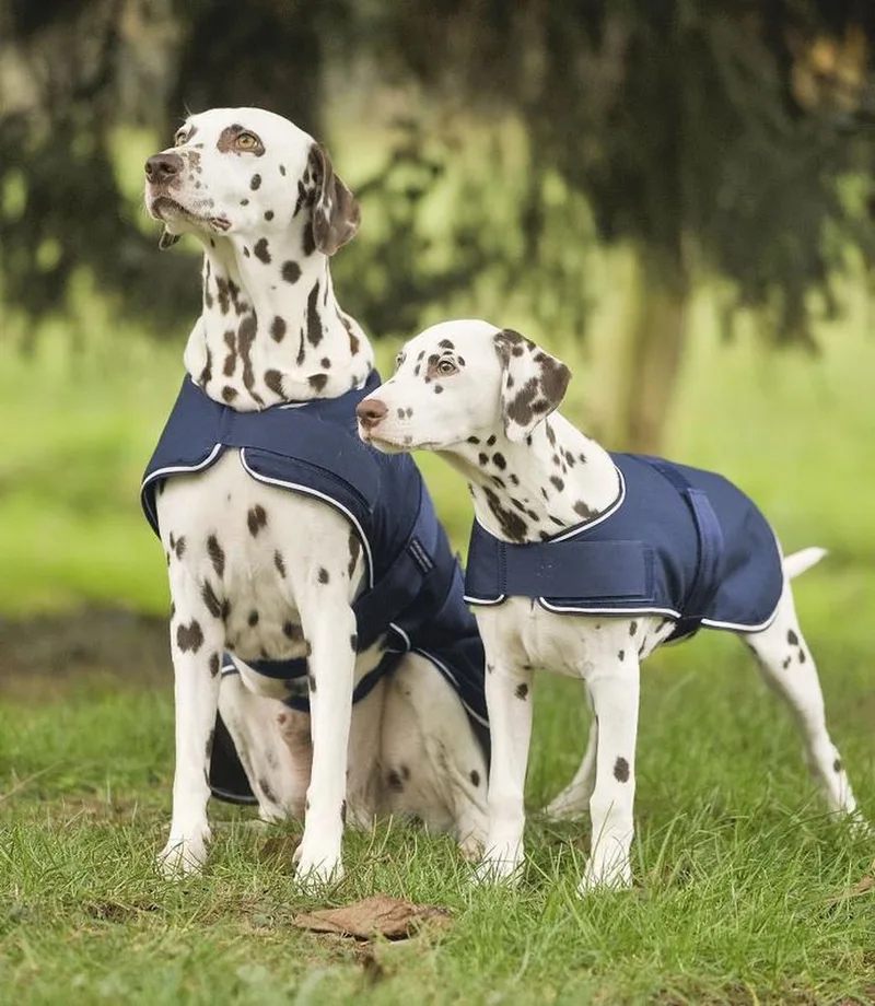 Regendeken Hond Maat 35 cm by Waldhausen in Blue – product photo