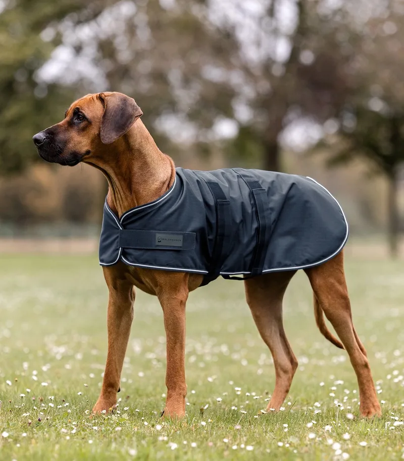 Regendeken Voor Honden - Bijna Uitverkocht! by Waldhausen in Dark blue – product photo