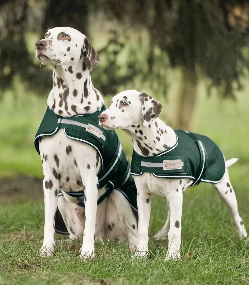 Regendeken Voor Honden von Waldhausen in Fir green – Produktfoto