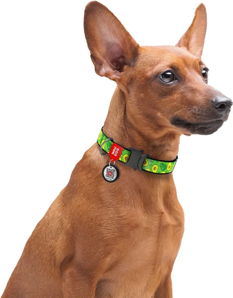 Advacado Halsband / Hondenhalsband - Nylon - Metalen Fastex Sluiting - S - Breedte: 20 mm - Nekomtrek: 24 - 40 cm (GELIEVE ALVORENS BESTELLEN OPMETEN) de Waudog en Vert, Jaune – photo produit