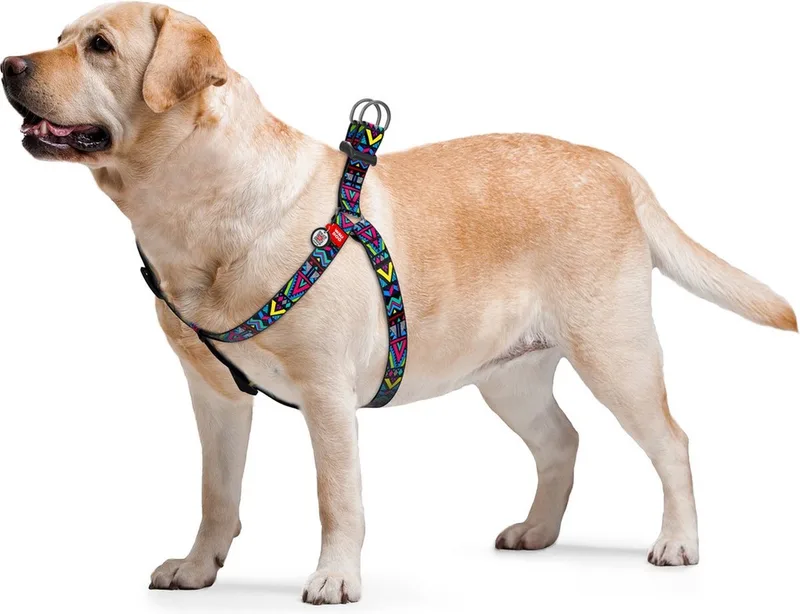 Indie Harnas / Hondentuigje - Nylon - Gratis QR-tag - Breedte: 25 mm - Borstomtrek: 60 - 90 cm (GELIEVE ALVORENS BESTELLEN OPMETEN) by Waudog in Multicolour – product photo