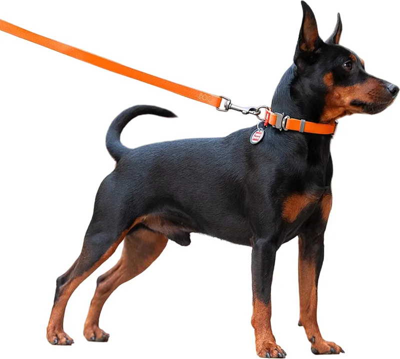 Waterproof Hondenlijn / Hondenriem - Collartex - Breedte: 1,5 cm - Lengte: 122 cm by Waudog in Orange – product photo