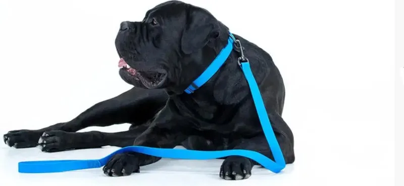 Waterproof Hondenlijn / Hondenriem - Collartex - Breedte 25 mm - Lengte 122 cm von Waudog in Blau – Produktfoto