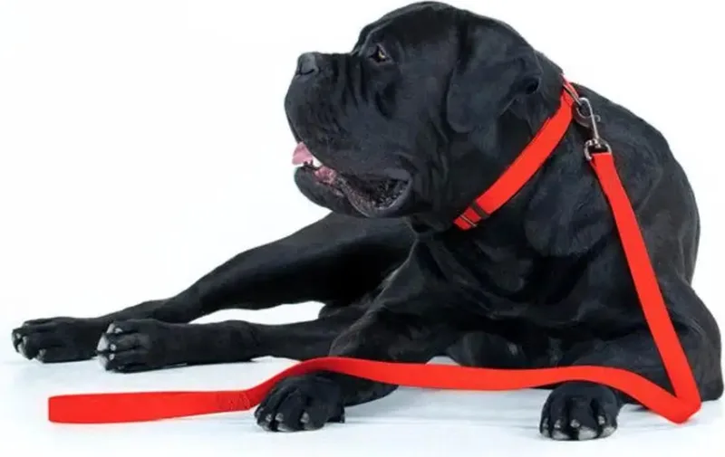 Waterproof Hondenlijn / Hondenriem - Collartex - Breedte 25 mm - Lengte 122 cm de Waudog en Rouge – photo produit