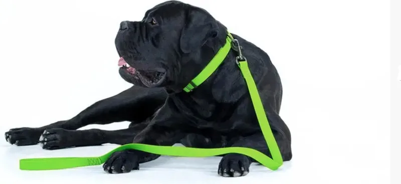 Waterproof Hondenlijn / Hondenriem - Collartex - Breedte 25 mm - Lengte 122 cm - Geschikt voor grote honden de Waudog en Vert – photo produit