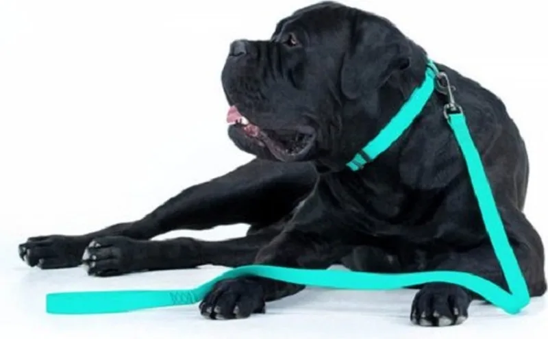 Waterproof Hondenlijn / Hondenriem - Collartex - Mint - Glow In The Dark - Breedte 25 mm - Lengte 122 cm - Geschikt voor grote honden de Waudog en Mint (Glow In The Dark) – photo produit