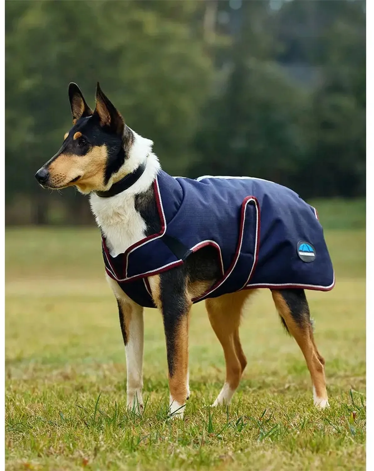 Hondenjas Weatherbeeta Comfitec Premier Deluxe de WeatherBeeta en Marine – photo produit
