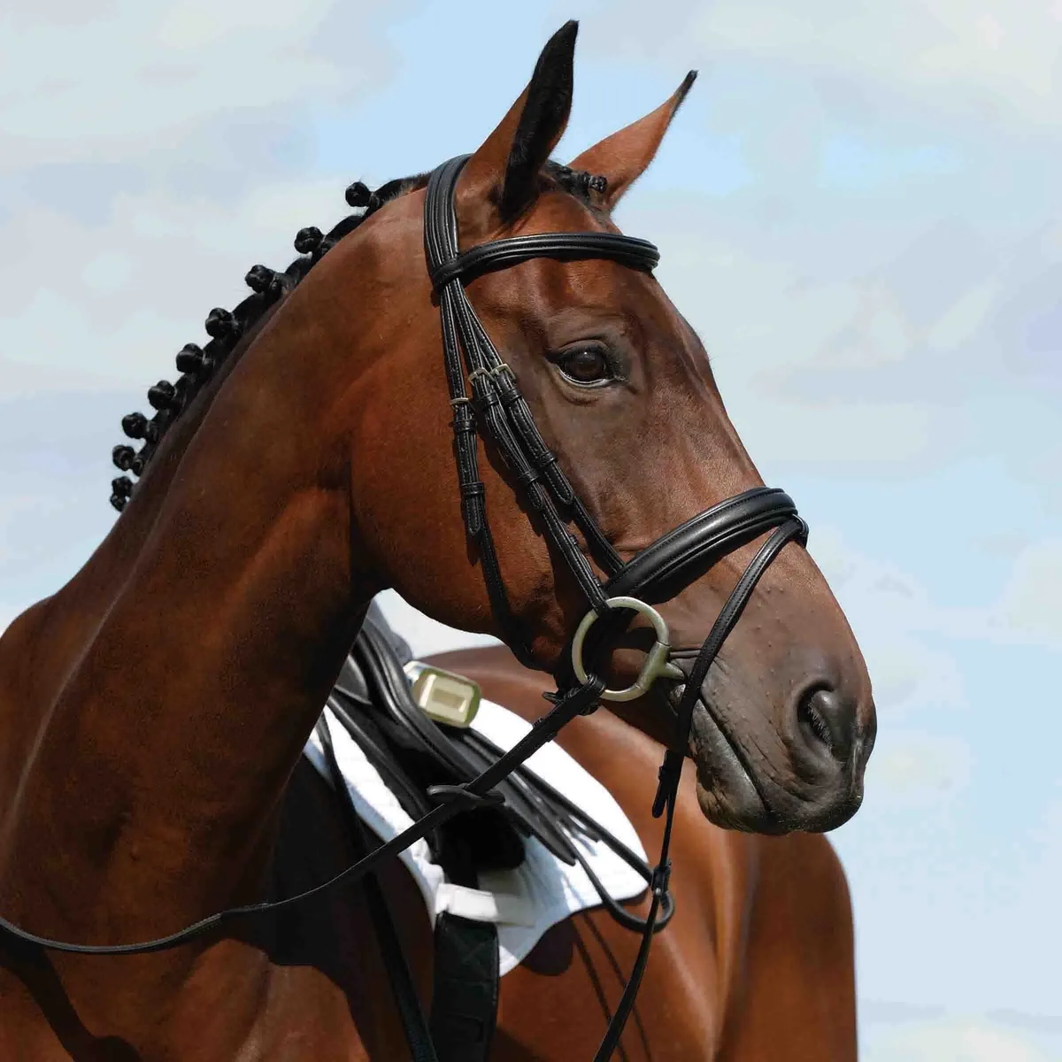 Verhoogde gevoerde hoofdstellen Weatherbeeta Collegiate Syntovia+ de WeatherBeeta – photo produit